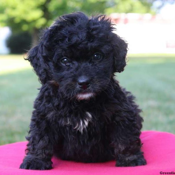 Ned, Bernedoodle-Miniature Puppy