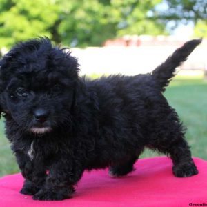 Ned, Bernedoodle-Miniature Puppy