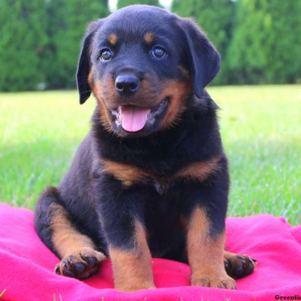 Neddy, Rottweiler Puppy