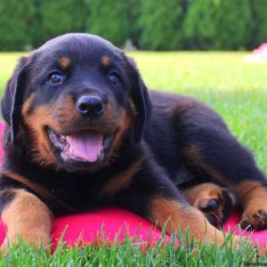 Neddy, Rottweiler Puppy