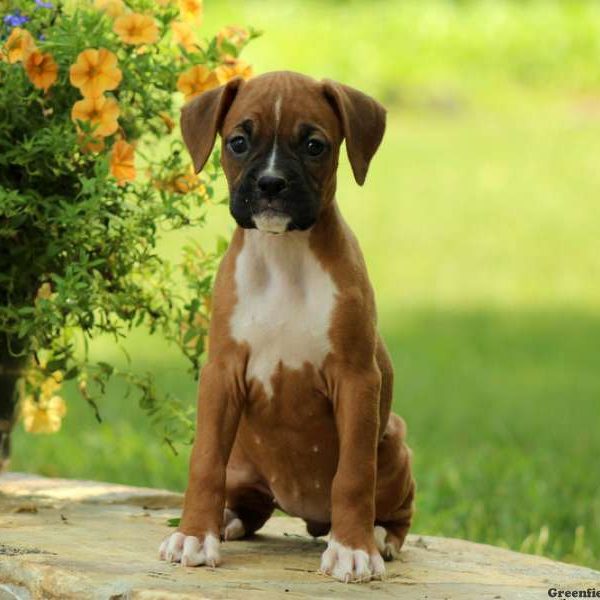 Nell, Boxer Puppy