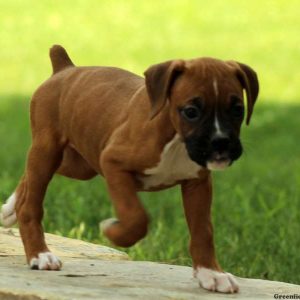 Nell, Boxer Puppy