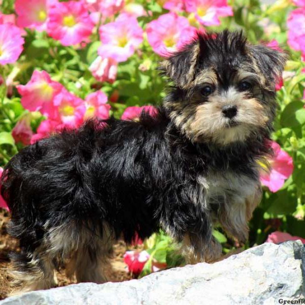 Nella, Morkie / Yorktese Puppy