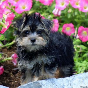 Nella, Morkie / Yorktese Puppy