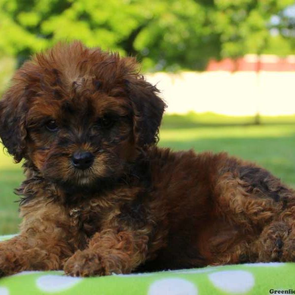 Nellie, Bernedoodle-Miniature Puppy