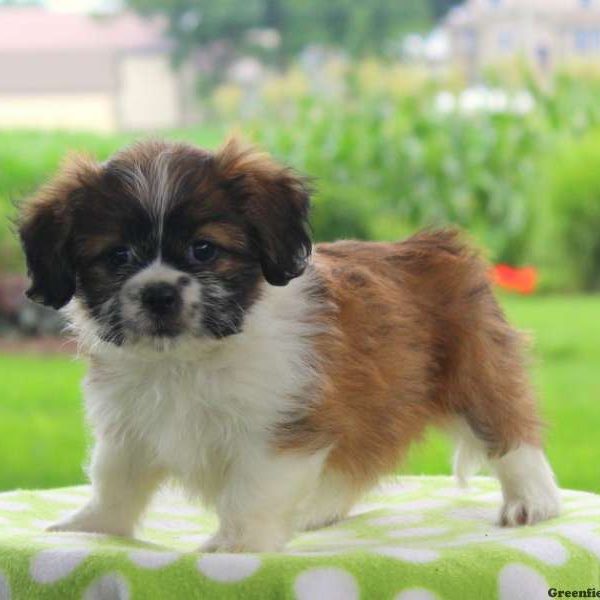 Nellie, Shichon / Teddy Bear Puppy