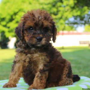 Nellie, Bernedoodle-Miniature Puppy