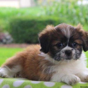 Nellie, Shichon / Teddy Bear Puppy