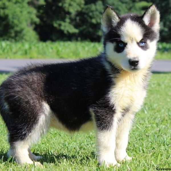 Nelly, Siberian Husky Puppy