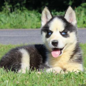 Nelly, Siberian Husky Puppy