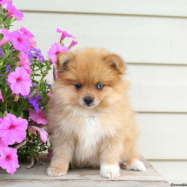 Nelson, Pomeranian Puppy