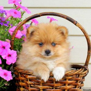 Nelson, Pomeranian Puppy