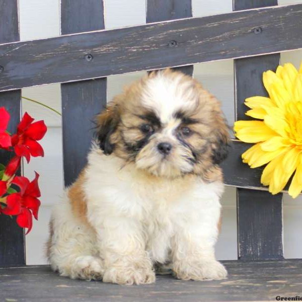 Nemo, Shih Tzu Puppy