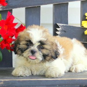 Nemo, Shih Tzu Puppy