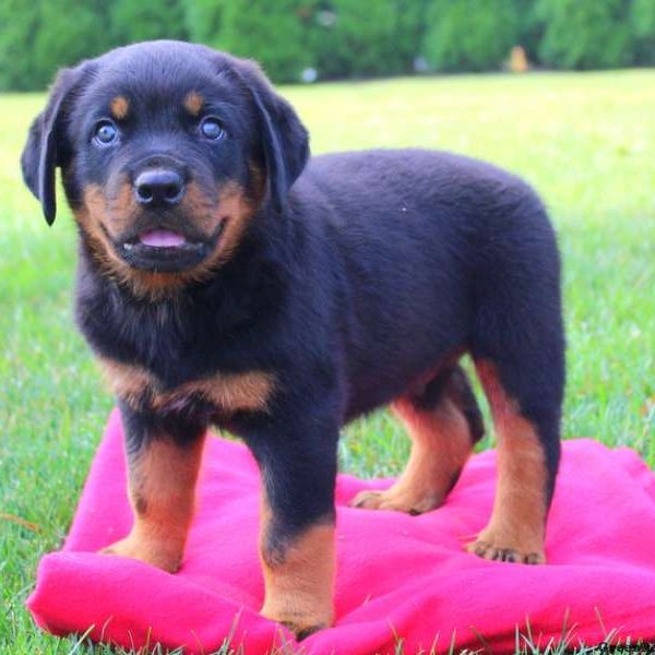 Neptune, Rottweiler Puppy