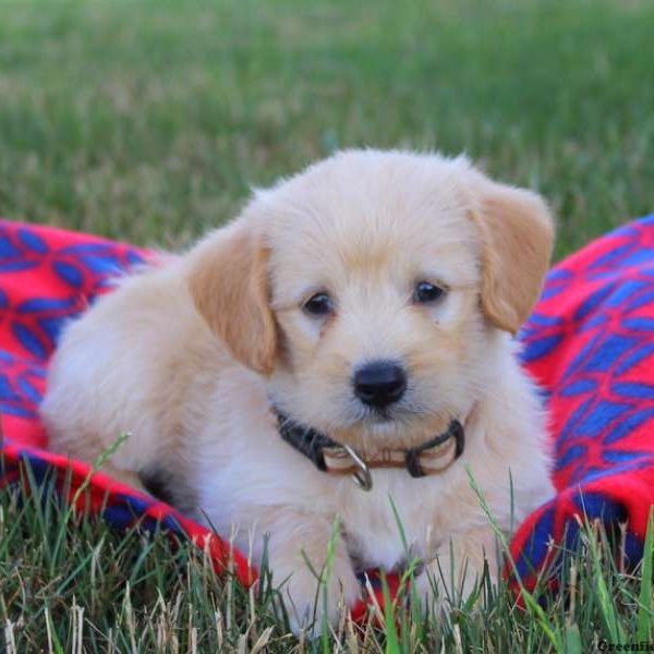 Neptune, Labradoodle-Miniature Puppy