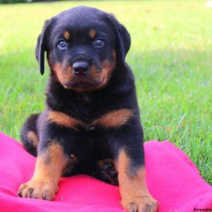 Neptune, Rottweiler Puppy