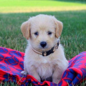 Neptune, Labradoodle-Miniature Puppy