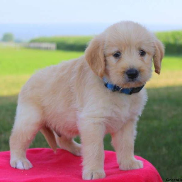 Nestor, Labradoodle-Miniature Puppy