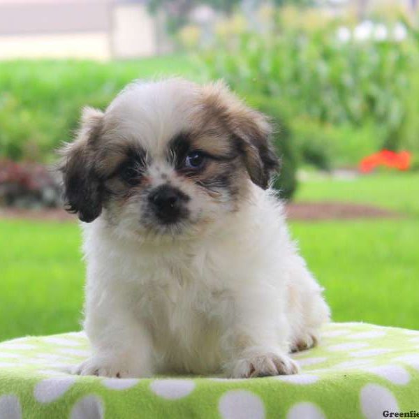 Nestor, Shichon / Teddy Bear Puppy