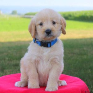 Nestor, Labradoodle-Miniature Puppy