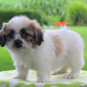 Nestor, Shichon / Teddy Bear Puppy