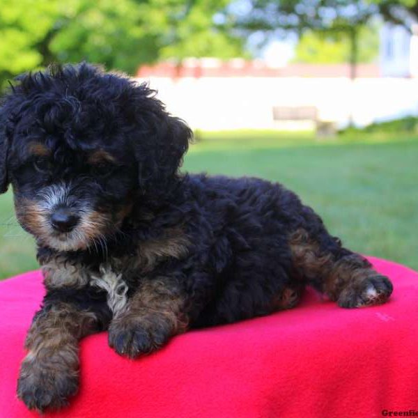 Nevin, Bernedoodle-Miniature Puppy