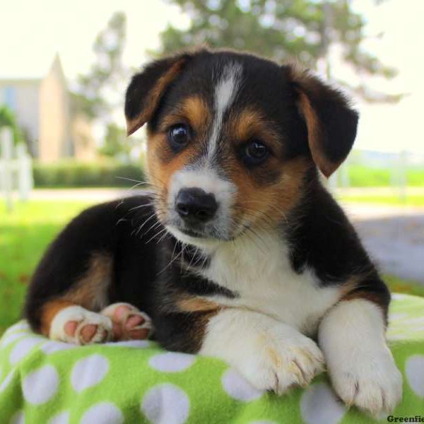 Nevin, Pembroke Welsh Corgi Puppy