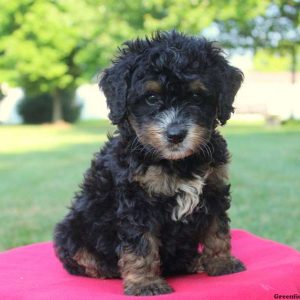 Nevin, Bernedoodle-Miniature Puppy