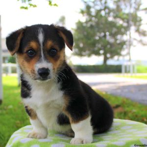 Nevin, Pembroke Welsh Corgi Puppy