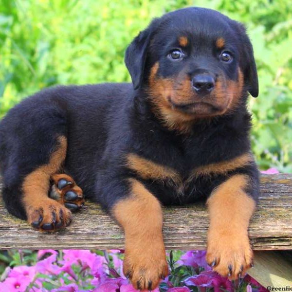 Newport, Rottweiler Puppy