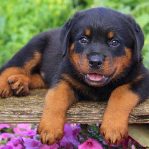 Newport, Rottweiler Puppy