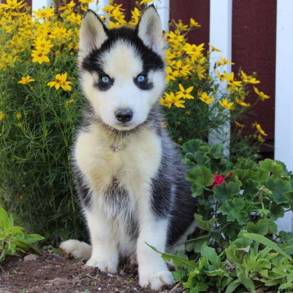 Newton, Siberian Husky Puppy