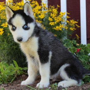 Newton, Siberian Husky Puppy