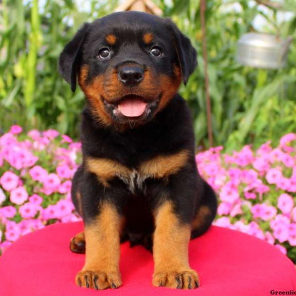 Nice, Rottweiler Puppy