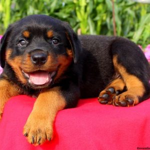 Nice, Rottweiler Puppy