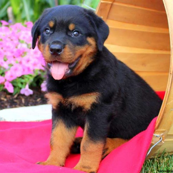 Nick, Rottweiler Puppy