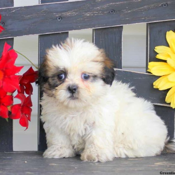 Nick, Shih Tzu Puppy