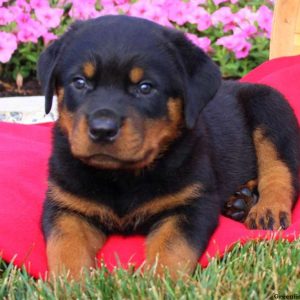 Nick, Rottweiler Puppy