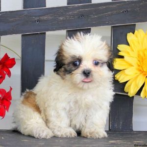 Nick, Shih Tzu Puppy