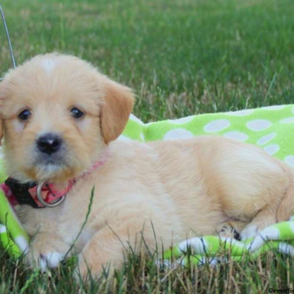 Nickel, Labradoodle-Miniature Puppy