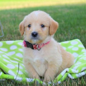 Nickel, Labradoodle-Miniature Puppy