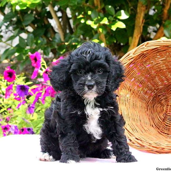 Nicky, Cavapoo Puppy