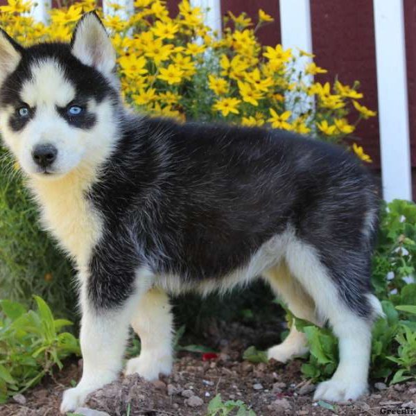 Nicky, Siberian Husky Puppy