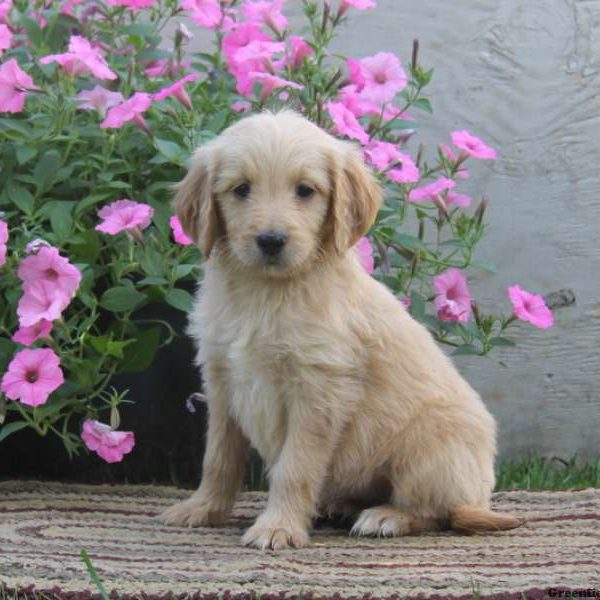 Nicky, Goldendoodle Puppy