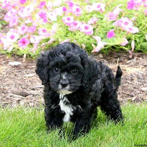 Nicky, Cavapoo Puppy