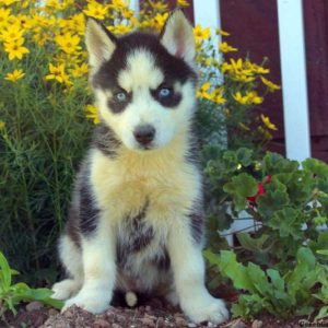 Nicky, Siberian Husky Puppy