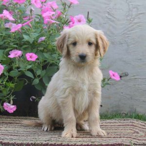 Nicky, Goldendoodle Puppy