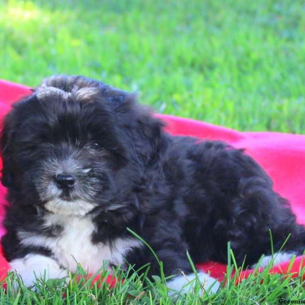 Nike, Lhasa-Poo Puppy