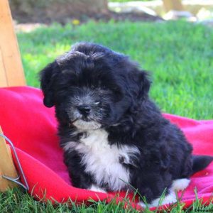 Nike, Lhasa-Poo Puppy